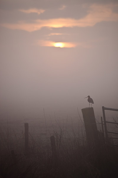 Groothoekopname van een Grutto (Limosa limosa) bij zonsopkomst