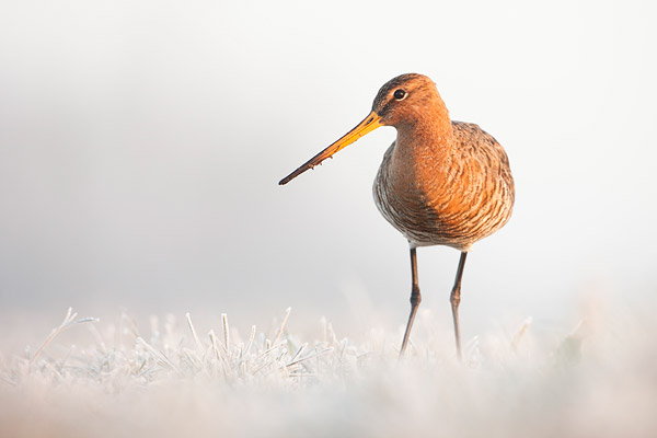 Grutto (Limosa limosa) in berijpte wereld