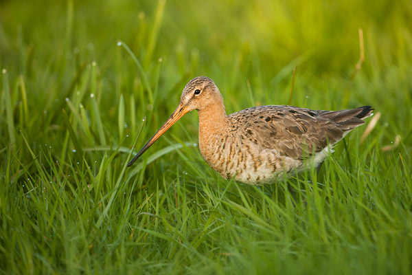 Grutto in het lange gras