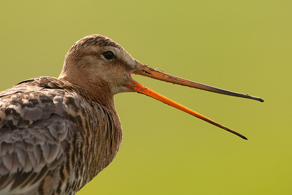 Grutto (Limosa limosa) portret/></a></div>
<div class=