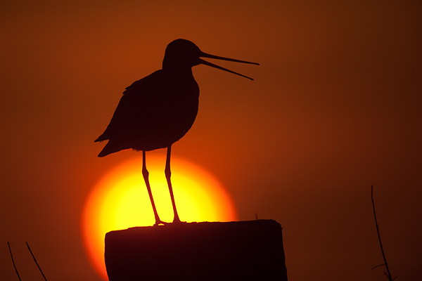 Grutto silhouet voor de zon