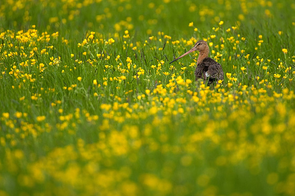 Grutto (Limosa limosa) in een veld boterbloemen