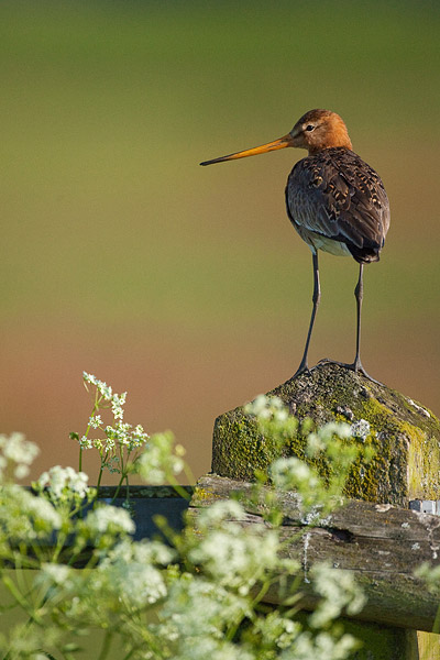 Grutto (Limosa limosa) tussen het fluitekruid