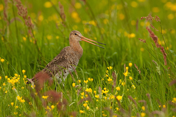 Grutto (Limosa limosa) in rijke bloemenweide