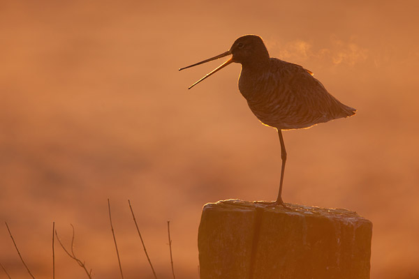 Grutto (Limosa limosa) in tegenlicht