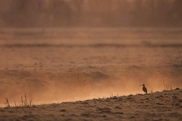 Grutto (Limosa limosa) in mistig weiland