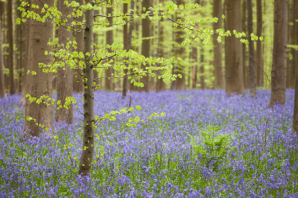 Bloeiende wilde hyacinten in het Hallerbos bij Brussel