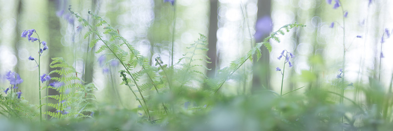 Wilde hyacinten (
Hyacinthoides non-scripta) en varens panorama.