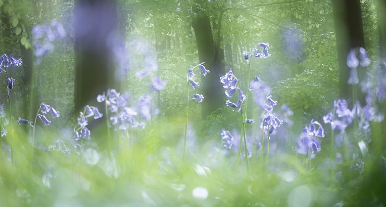 Wilde hyacinten (
Hyacinthoides non-scripta) in het bos.