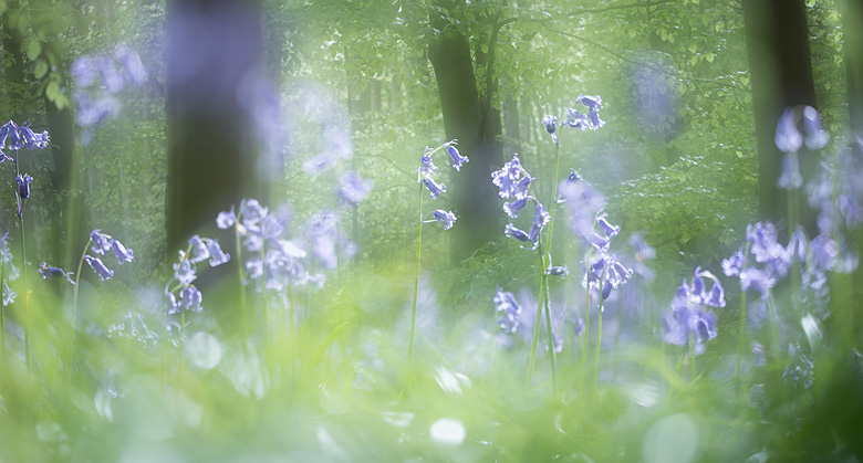 Wilde hyacinten (
Hyacinthoides non-scripta) in het bos.