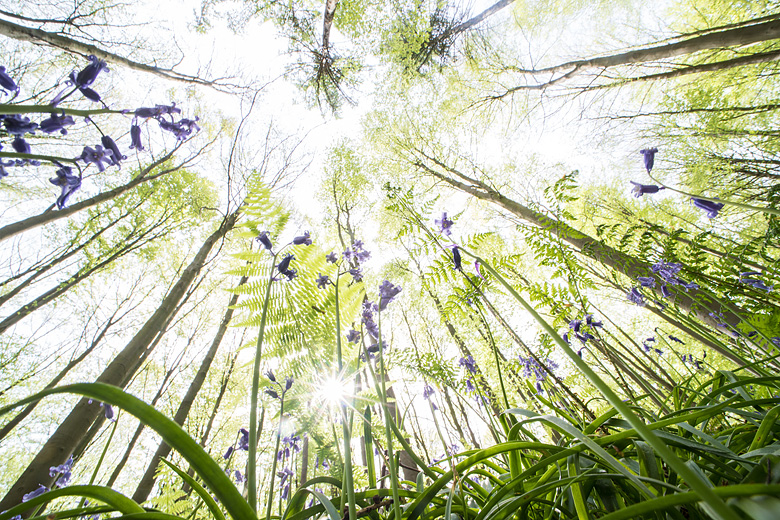 Wilde hyacinten (
Hyacinthoides non-scripta) in het bos.