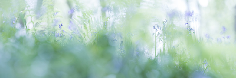 Wilde hyacinten (
Hyacinthoides non-scripta) in een panorama tussen de varens aquarel.