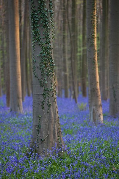 Bloeiende wilde hyacinten in het Hallerbos bij Brussel