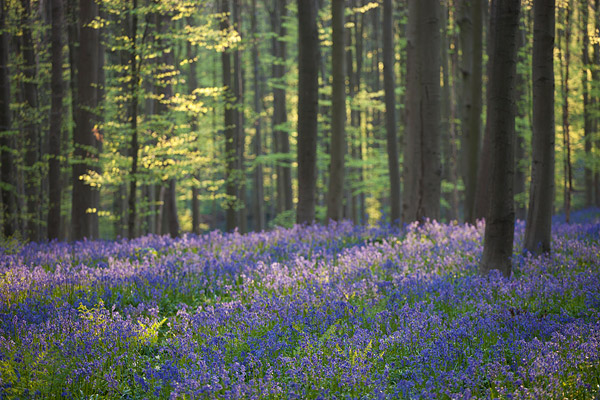 Bloeiende wilde hyacinten in het Hallerbos bij Brussel