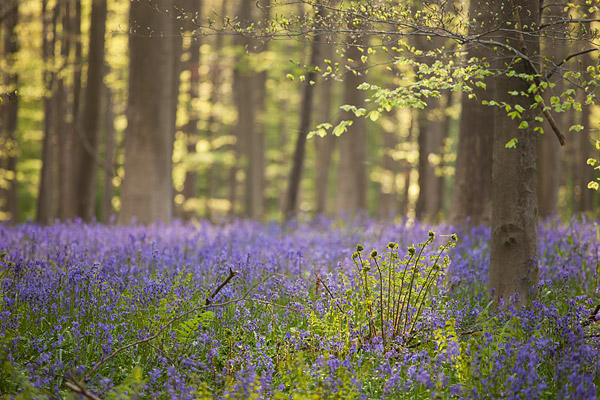 Bloeiende wilde hyacinten in het Hallerbos bij Brussel