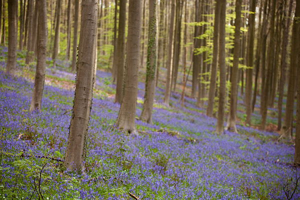 Bloeiende wilde hyacinten in het Hallerbos bij Brussel