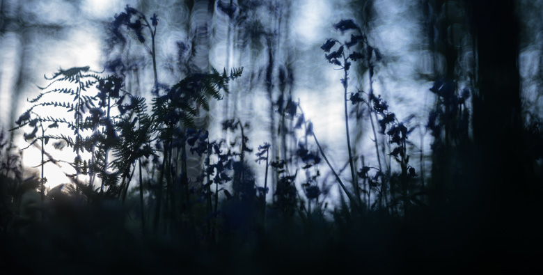 Wilde hyacinten (
Hyacinthoides non-scripta) in het Hallerbos bij het laatste licht.