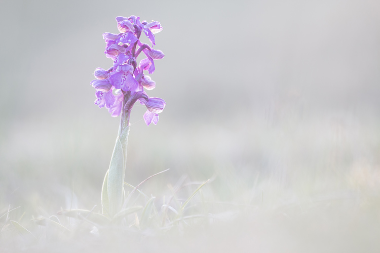 Harlekijn (Anacamptis morio) in het eerste licht