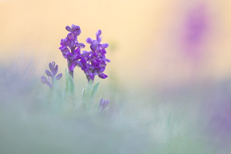 Harlekijn (Anacamptis morio)