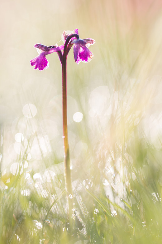 Harlekijn (Anacamptis morio) bedauwd in het tegenlicht