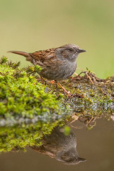 Heggemus (Prunella modularis) 