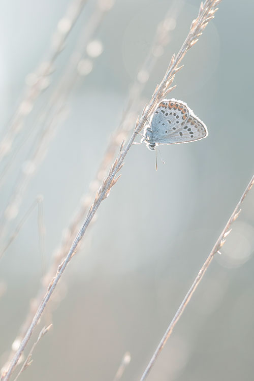 Heideblauwtje (Plebejus argus) in pijpestro