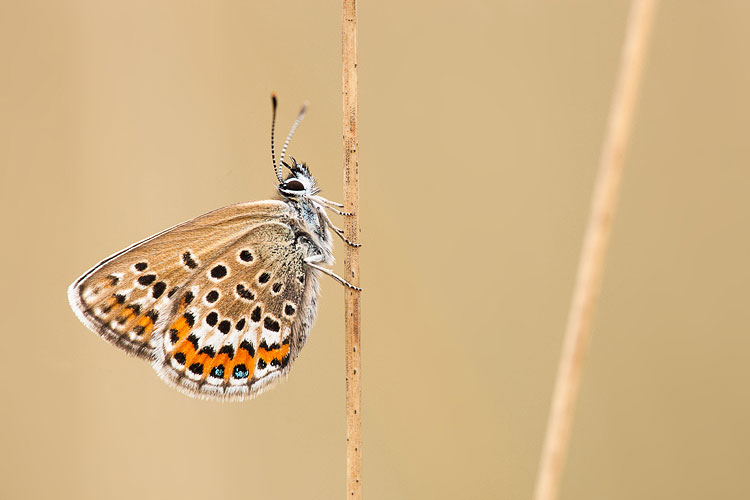 Heideblauwtje (Plebejus argus) vrouw