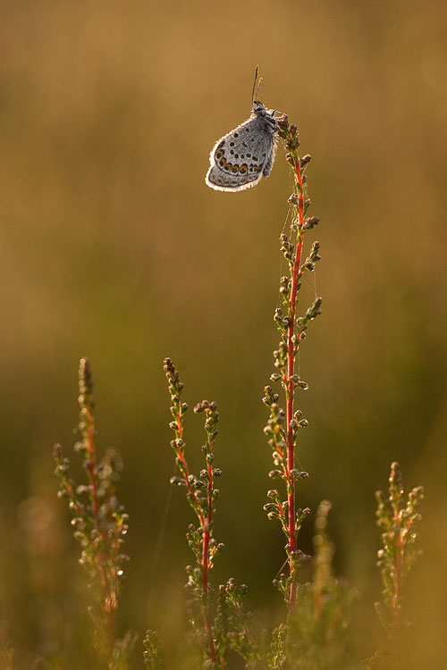 Heideblauwtje (Plebejus argus) 