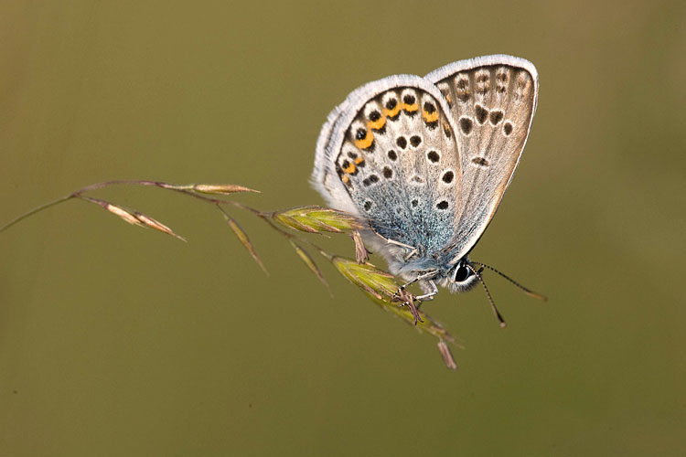 Heideblauwtje (Plebejus argus) 