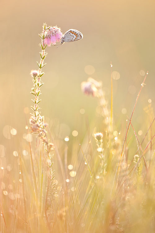 Heideblauwtje (Plebejus argus) in tegenlicht