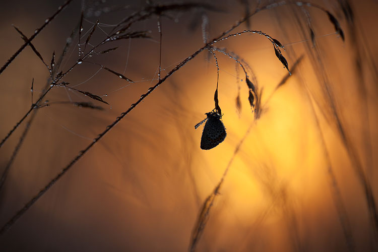 Heideblauwtje (Plebejus argus) op dopheide