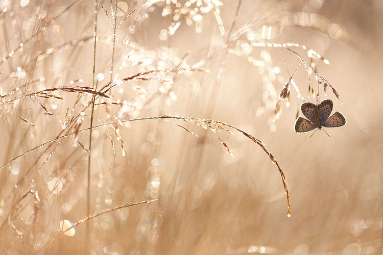 Heideblauwtje (Plebejus argus) opwarmend in het eerste licht