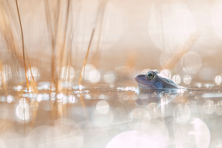 Heikikker (Rana arvalis) in magisch tegenlicht en bokeh