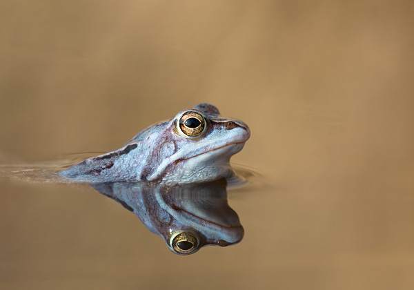 Blauwe heikikker (Rana arvalis)