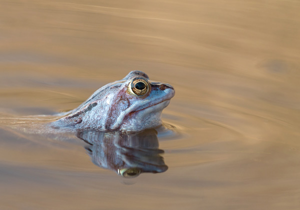 Blauwe heikikker (Rana arvalis) in gouden reflectie