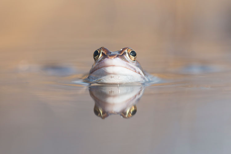 Heikikker (Rana arvalis) portret