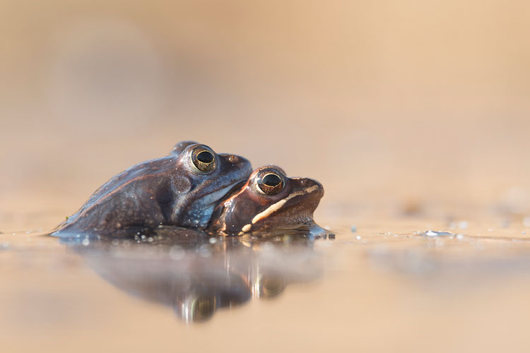 Parende heikikkers (Rana arvalis) in maart