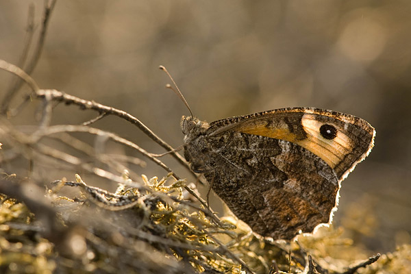 Heivlinder (Hipparchia semele) 