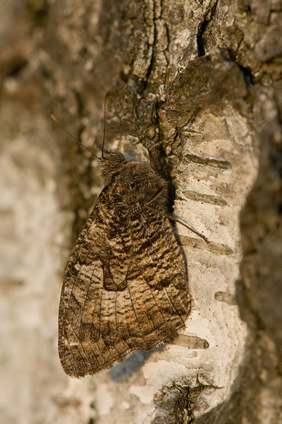 Heivlinder (Hipparchia semele) verstopt