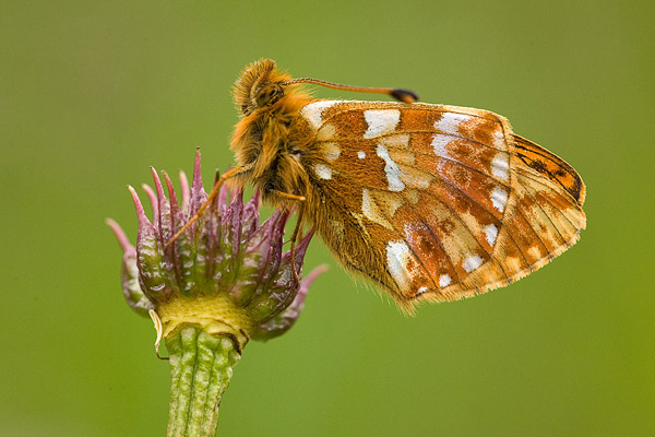 Herdersparelmoervlinder (Boloria pales).