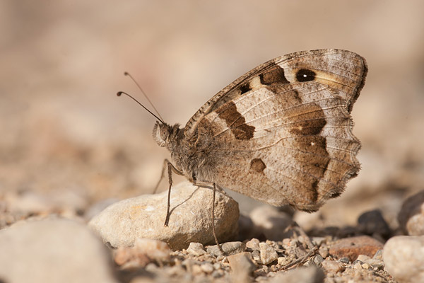 Heremiet (Chazara briseis) 