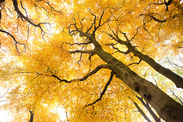 Herfstlandschap langs de Leuvenumse beek