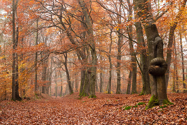 Herfstlandschap langs de Leuvenumse beek