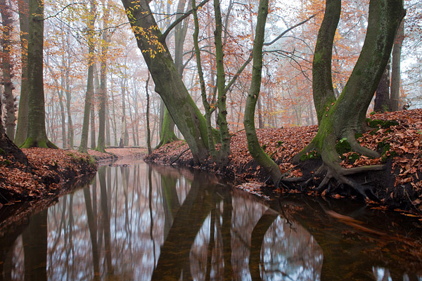 Herfstlandschap langs de Leuvenumse beek