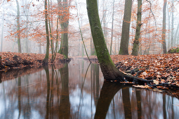 Herfstlandschap langs de Leuvenumse beek