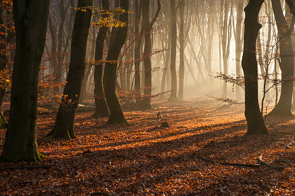 Zonsopkomst en warm zonlicht in het Speulderbos tijdens de prachtige herfst periode