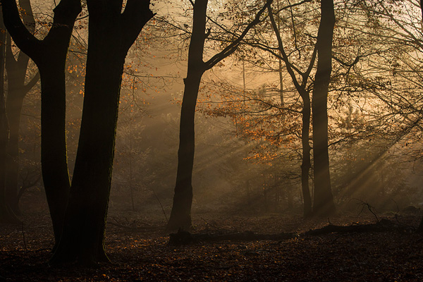 Zonsopkomst en warm zonlicht in het Speulderbos tijdens de prachtige herfst periode