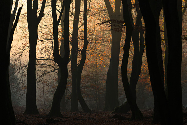 Zonsopkomst en warm zonlicht in het Speulderbos tijdens de prachtige herfst periode