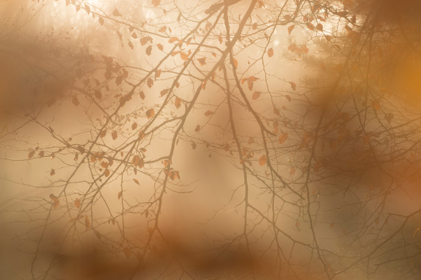 Zonsopkomst en warm zonlicht in het Speulderbos tijdens de prachtige herfst periode