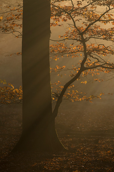 Zonsopkomst en warm zonlicht in het Speulderbos tijdens de prachtige herfst periode